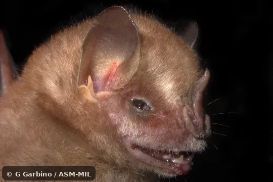 Also as Southern Yellow-eared Bat.