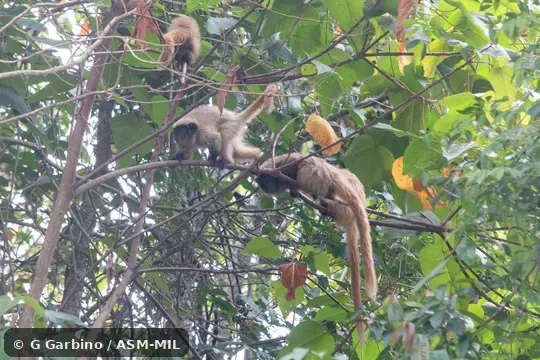 Also as Black-fronted Titi Monkey · Northern Masked Titi.