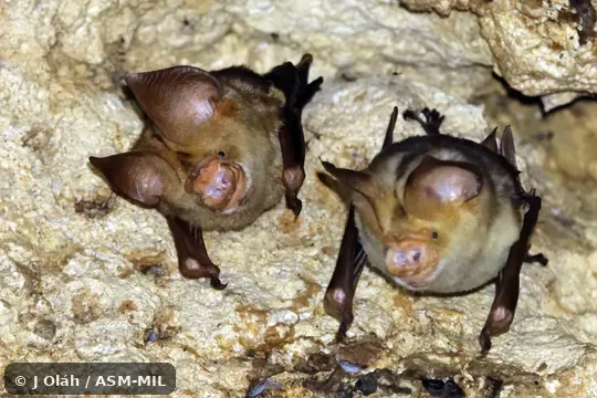 Also as Crested Leaf-nosed Bat.