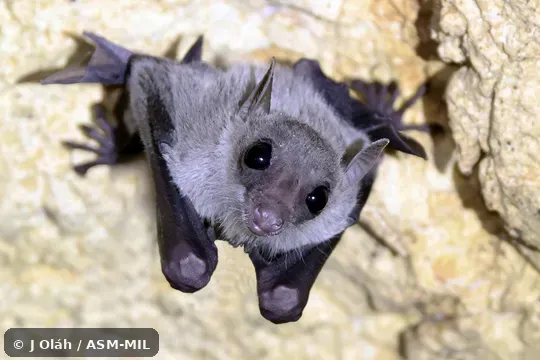 Eonycteris spelaea winnyae.  Also as Cave Nectar Bat, Common Dawn Bat, Common Nectar Bat, Dobson's Long-tongued Fruit Bat.