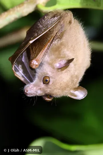 Also as Dagger-toothed Flower Bat, Dagger-toothed Long-nosed Fruit Bat, Dagger-toothed Long-tongued Blossom Bat, Lesser Long-nosed Fruit Bat, Lesser Long-tongued Fruit Bat, Lesser Long-tongued Nectar Bat, Northern Blossom Bat.