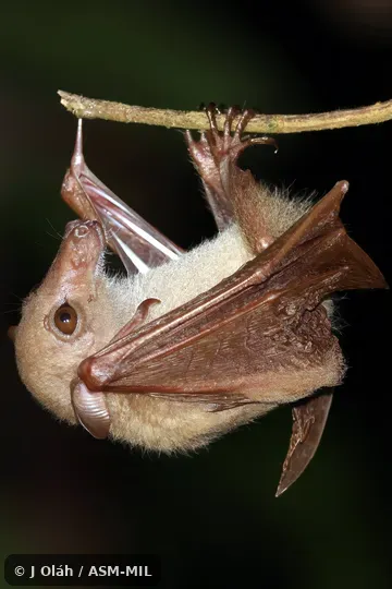 Also as Dagger-toothed Flower Bat, Dagger-toothed Long-nosed Fruit Bat, Dagger-toothed Long-tongued Blossom Bat, Lesser Long-nosed Fruit Bat, Lesser Long-tongued Fruit Bat, Lesser Long-tongued Nectar Bat, Northern Blossom Bat.