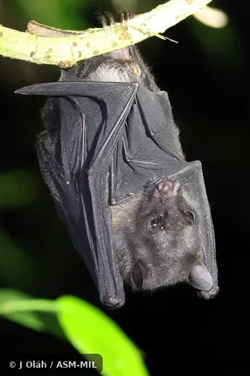 Also as Suhaniah's Fruit Bat.