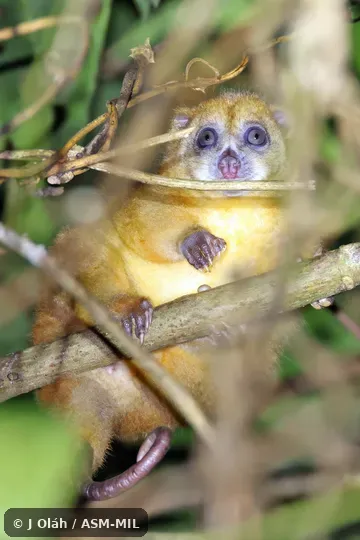 Phalanger pelengensis pelengensis.  Formerly Strigocuscus pelengensis.  Also as Banggai Cuscus · Menden's Cuscus · Peleng Phalanger.