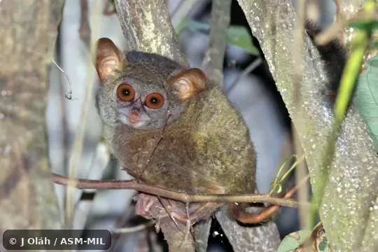 Formerly part of Tarsius tarsier, Spectral Tarsier.