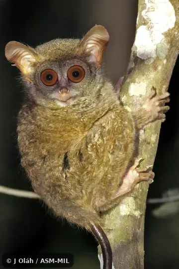 Also as Peleng Island Tarsier.
