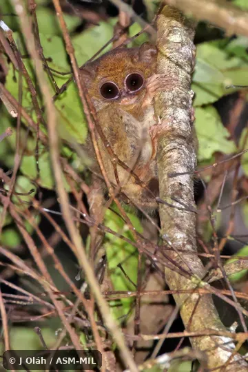 Also as Lesser Spectral Tarsier · Mountain Tarsier · Sulawesi Mountain Tarsier. Also as Lesser Spectral Tarsier · Mountain Tarsier · Sulawesi Mountain Tarsier.