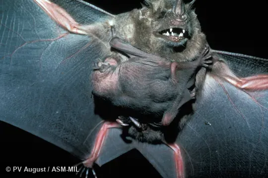 Female with single young attached to underside.  Also as Jamaican Artibeus.