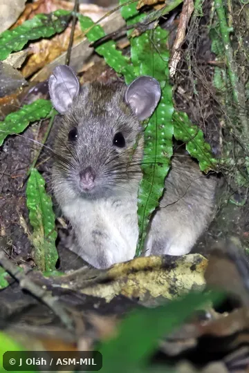 Also as Common Bunomys · Yellow-haired Hill Rat
