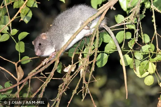 Also as Meyer's Lenomys · Trefoil-toothed Giant Rat.
