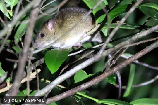 Also as Koopman's Rat.