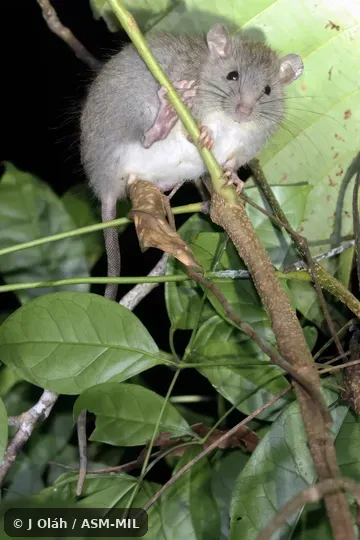 Also as Peleng Rat · Peleng Xanthurus Rat.