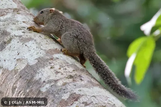 Formerly part of Prosciurillus leucomus, Whitish Dwarf Squirrel.