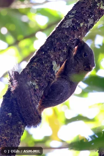 Formerly part of Prosciurillus leucomus, Whitish Dwarf Squirrel.