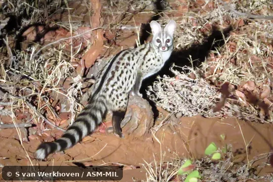 Formerly Genetta genetta felina.  Also as South African Small-spotted Genet.