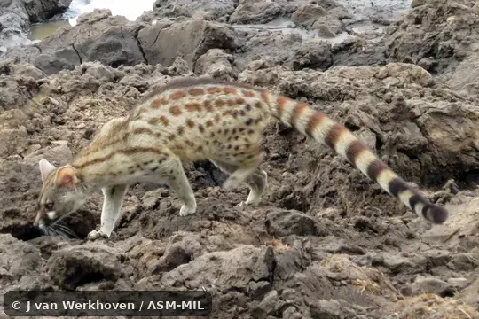 Genetta fieldiana mossambica.  Formerly Genetta maculata mossambica.  Also as Central African Large-spotted Genet.