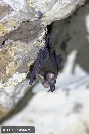 Also as Boeadi's Leaf-nosed Bat. Also as Boeadi's Leaf-nosed Bat.
