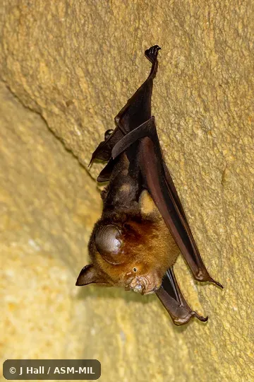 Also as Peleng Leaf-nosed Bat.