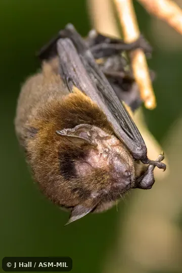 Alionoctula javanica javanica. Formerly Pipistrellus javanicus javanicus. Also as Java Pipistrelle. Alionoctula javanica javanica. Formerly Pipistrellus javanicus javanicus. Also as Java Pipistrelle.
