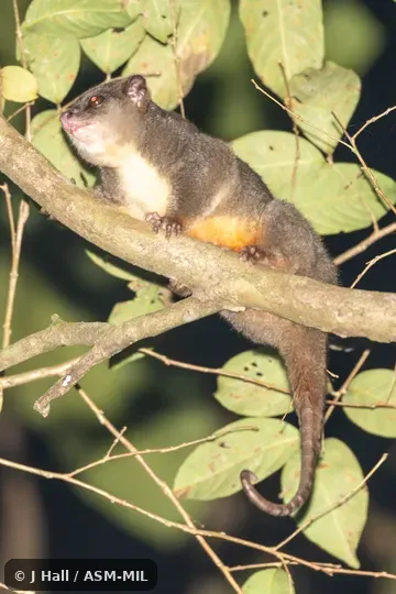 Also as Little Celebes Cuscus, Sulawesi Dwarf Cuscus. Also as Little Celebes Cuscus, Sulawesi Dwarf Cuscus.