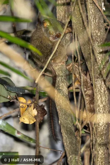 Formerly part of Tarsius tarsier, Spectral Tarsier.
