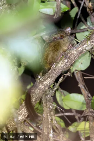 Might be undescribed species.  Formerly part of Tarsius tarsier, Spectral Tarsier.