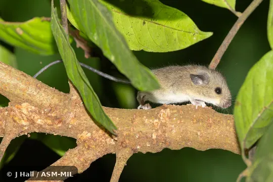 Also as Lowland Sulawesi Haeromys · Minahassa Ranee Mouse · Minahassa Haeromys. Also as Lowland Sulawesi Haeromys · Minahassa Ranee Mouse · Minahassa Haeromys.