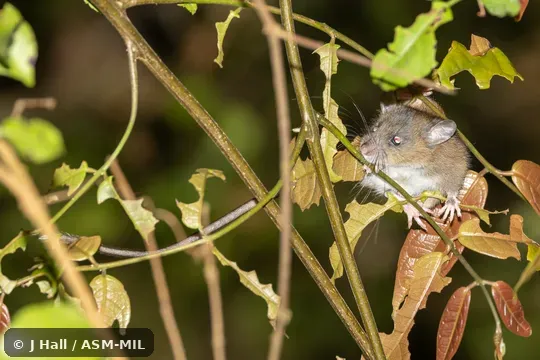 Probably undescribed species. Also as Lesser Margaretamys. Probably undescribed species. Also as Lesser Margaretamys.
