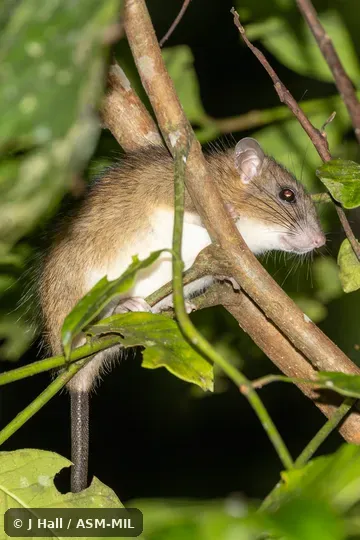 Rattus salocco image