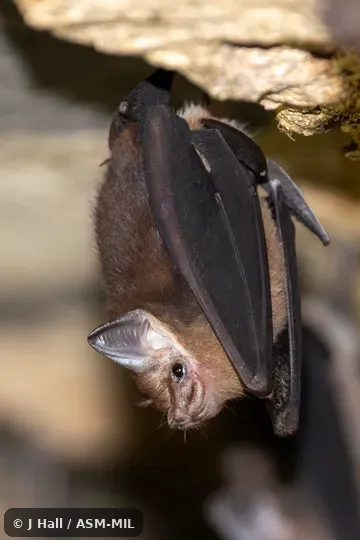 Also as Least Sac-winged Bat.