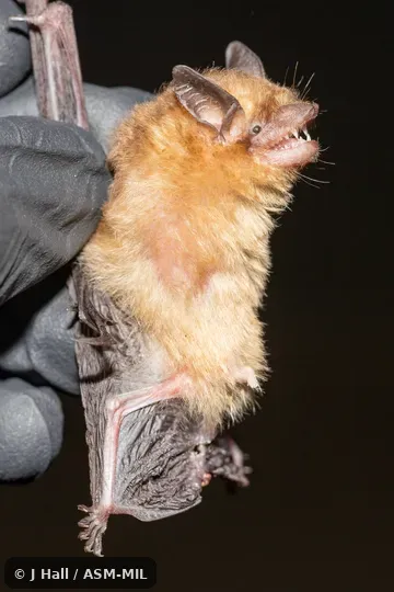 Also as Menchu's Little Yellow Bat. Also as Menchu's Little Yellow Bat.