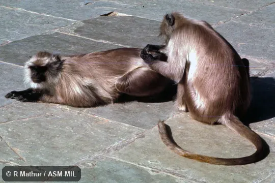 Two individuals, one grooming the other.  Also as Bengal Gray Langur|Bengal Hanuman Langur|Common Langur|Entellus Langur|Hanuman Langur|North Indian Langur|Northern Plains Gray Langur.  Identified by KP Karanth and KS Chetan Nag.