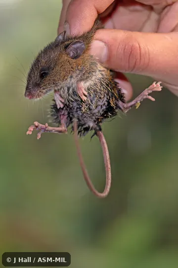 Formerly Oryzomys rhabdops and Handleomys rhabdops.  Also as Highland Oryzomys · Striped Rice Rat.