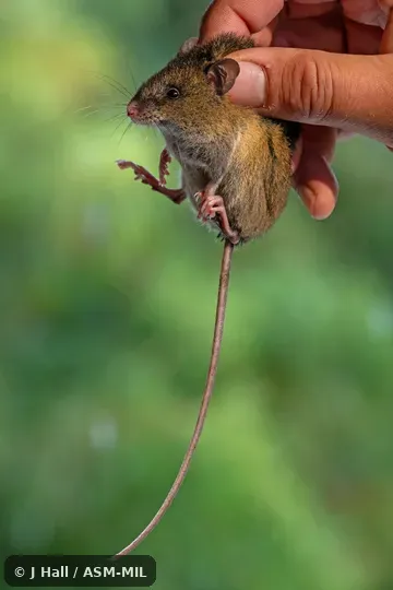 Formerly Oryzomys saturatior and Handleomys saturatior.  Also as Cloud Forest Oryzomys.