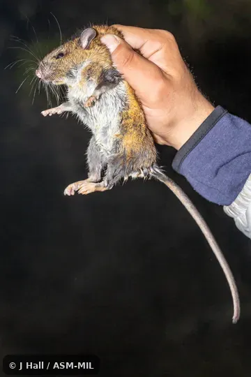 Presumably Neotoma furruginea chamula.  Formerly Neotoma mexicana chamula, Mexican Woodrat.