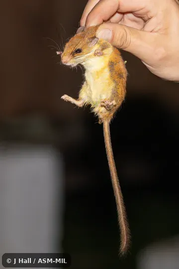 Nyctomys sumichrasti decolorus. Also as Vesper Rat. Nyctomys sumichrasti decolorus. Also as Vesper Rat.