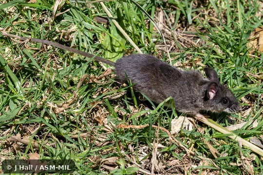 Click to learn more about this species Topotype.