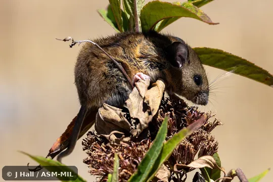 Click to learn more about this species Reithrodontomys australis dorsalis. Formerly Reithrodontomys sumichrasti dorsalis, Sumichrast's Harvest Mouse.
