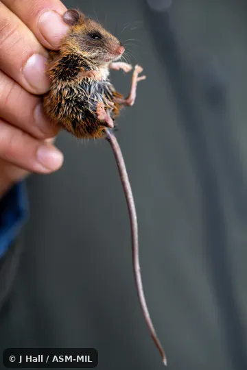 Formerly Reithrodontomys microdon microdon. Formerly Reithrodontomys microdon microdon.