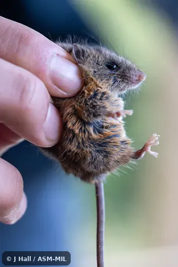 Reithrodontomys tenuirostris image
