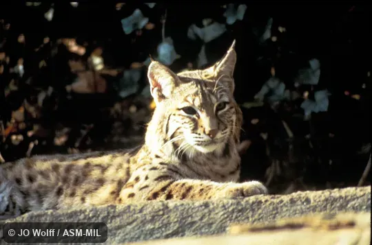 Side view.  Also as Red Lynx|Bay Lynx|Cat Lynx.