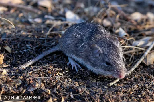 Click to learn more about this species Heteromys salvini salvini.