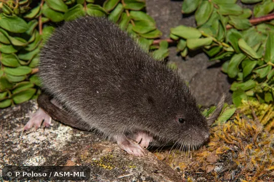 Click to learn more about this species Paratype. Juvenile male. Museo de Historia Natural, Universidad Nacional Mayor de San Marcos, Lima, Peru 48688.