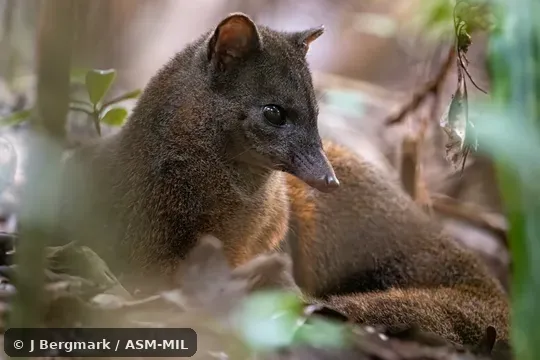 Click to learn more about this species Eupleres goudotii goudotii. Also as Fanaloka · Ridarida · Amboa Laolo.