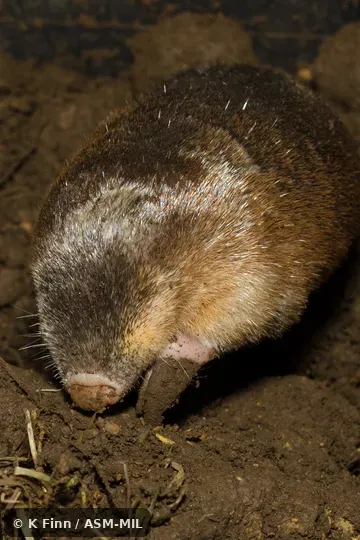 Also as Zulu Golden Mole, Drakensberg Golden Mole, Meester's Golden Mole.