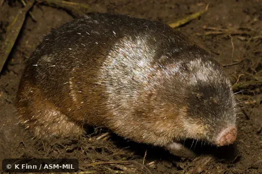 Also as Zulu Golden Mole, Drakensberg Golden Mole, Meester's Golden Mole.