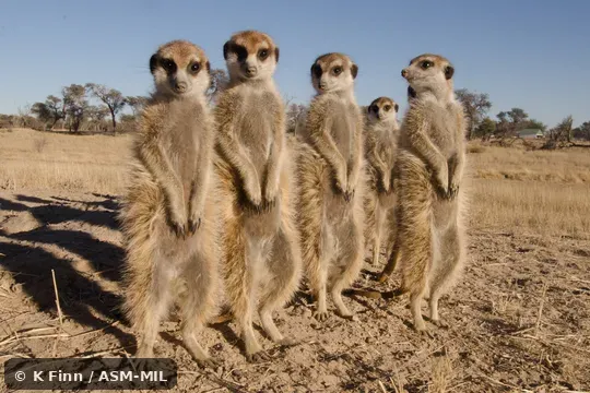 Click to learn more about this species Also as Suricate, Slender-tailed Meerkat, Gray Meerkat.