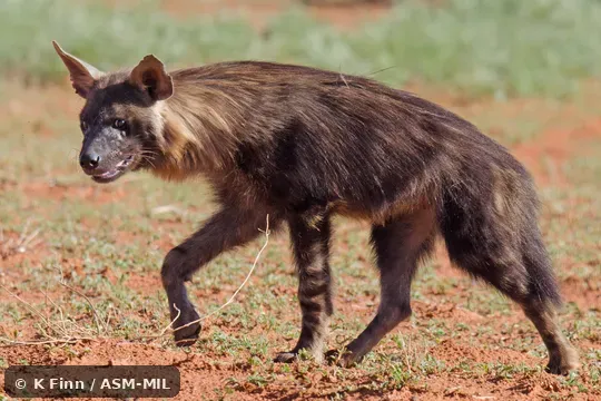 Click to learn more about this species Formerly as Hyaena brunnea.