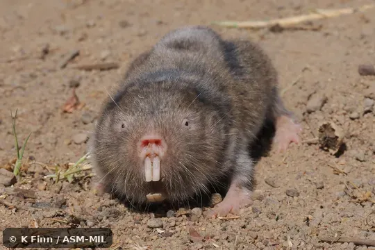 Click to learn more about this species Formerly Cryptomys hottentotus hottentotus, Southern African Mole-rat. Also as African Mole-rat · Common Blesmol · Hottentot Mole-rat · Common Mole Rat.