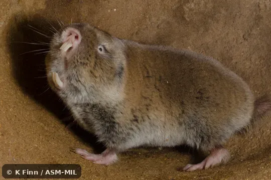 Formerly Cryptomys hottentotus mahali, Southern African Mole-rat.  Also as Mahali Mole Rat.